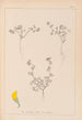 Herbier de la flore française Pl0279 - Louis Antoine Cusin — artwork view