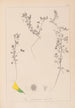 Herbier de la flore française Pl0280 - Louis Antoine Cusin — artwork view
