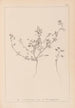 Herbier de la flore française Pl0281 - Louis Antoine Cusin — vista de la obra