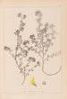 Herbier de la flore française Pl0283 - Louis Antoine Cusin — vista de la obra