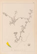 Herbier de la flore française Pl0286 - Louis Antoine Cusin — vista de la obra