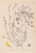 Herbier de la flore française Pl0287 - Louis Antoine Cusin — vista de la obra