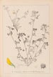 Herbier de la flore française Pl0288 - Louis Antoine Cusin — vista de la obra