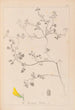 Herbier de la flore française Pl0290 - Louis Antoine Cusin — artwork view