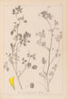 Herbier de la flore française Pl0291 - Louis Antoine Cusin — vista de la obra