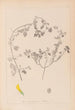 Herbier de la flore française Pl0292 - Louis Antoine Cusin — vista de la obra