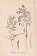 Herbier de la flore française Pl0295 - Louis Antoine Cusin — vista de la obra