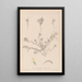 Herbier de la flore française Pl0296 - Louis Antoine Cusin — cuadro enmarcado en la pared