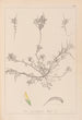 Herbier de la flore française Pl0296 - Louis Antoine Cusin — vista de la obra