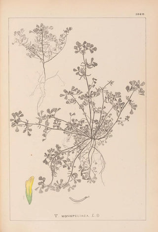 Louis Antoine Cusin - Herbier de la flore franaise Pl0297.webp