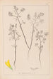 Herbier de la flore française Pl0300 - Louis Antoine Cusin — vista de la obra