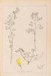 Herbier de la flore française Pl0301 - Louis Antoine Cusin — vista de la obra