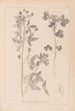 Herbier de la flore française Pl0302 - Louis Antoine Cusin — vista de la obra