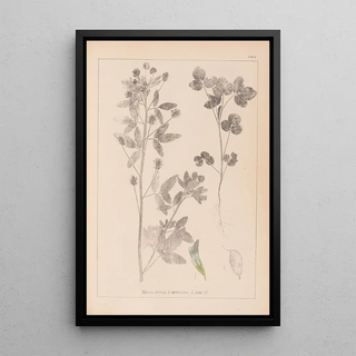 Louis Antoine Cusin - Herbier de la flore franaise Pl0302.webp
