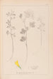 Herbier de la flore française Pl0303 - Louis Antoine Cusin — vista de la obra