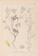 Herbier de la flore française Pl0304 - Louis Antoine Cusin — vista de la obra