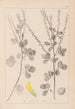 Herbier de la flore française Pl0306 - Louis Antoine Cusin — vista de la obra