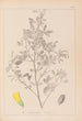 Herbier de la flore française Pl0307 - Louis Antoine Cusin — vista de la obra