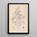 Herbier de la flore française Pl0307 - Louis Antoine Cusin — cuadro enmarcado en la pared