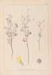 Herbier de la flore française Pl0309 - Louis Antoine Cusin — vista de la obra