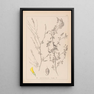 Louis Antoine Cusin - Herbier de la flore franaise Pl0310.webp