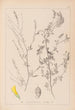 Herbier de la flore française Pl0310 - Louis Antoine Cusin — artwork view