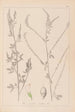 Herbier de la flore française Pl0311 - Louis Antoine Cusin — vista de la obra