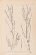 Herbier de la flore française Pl0312 - Louis Antoine Cusin — vista de la obra