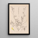 Herbier de la flore française Pl0313 - Louis Antoine Cusin — framed artwork on a wall