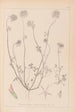 Herbier de la flore française Pl0314 - Louis Antoine Cusin — vista de la obra