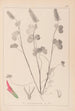 Herbier de la flore française Pl0316 - Louis Antoine Cusin — vista de la obra