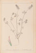 Herbier de la flore française Pl0317 - Louis Antoine Cusin — artwork view