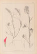 Herbier de la flore française Pl0319 - Louis Antoine Cusin — vista de la obra