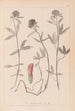 Herbier de la flore française Pl0320 - Louis Antoine Cusin — artwork view