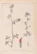 Herbier de la flore française Pl0322 - Louis Antoine Cusin — vista de la obra