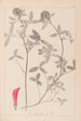 Herbier de la flore française Pl0324 - Louis Antoine Cusin — vista de la obra