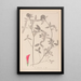Herbier de la flore française Pl0324 - Louis Antoine Cusin — cuadro enmarcado en la pared