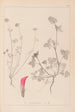 Herbier de la flore française Pl0325 - Louis Antoine Cusin — artwork view