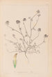 Herbier de la flore française Pl0327 - Louis Antoine Cusin — vista de la obra