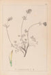 Herbier de la flore française Pl0328 - Louis Antoine Cusin — vista de la obra