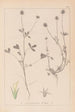Herbier de la flore française Pl0329 - Louis Antoine Cusin — vista de la obra