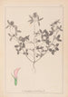Herbier de la flore française Pl0331 - Louis Antoine Cusin — artwork view