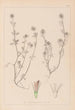 Herbier de la flore française Pl0332 - Louis Antoine Cusin — vista de la obra