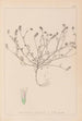Herbier de la flore française Pl0335 - Louis Antoine Cusin — vista de la obra