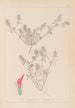 Herbier de la flore française Pl0336 - Louis Antoine Cusin — artwork view