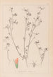 Herbier de la flore française Pl0338 - Louis Antoine Cusin — vista de la obra