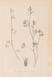 Herbier de la flore française Pl0340 - Louis Antoine Cusin — vista de la obra