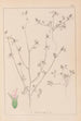 Herbier de la flore française Pl0341 - Louis Antoine Cusin — vista de la obra
