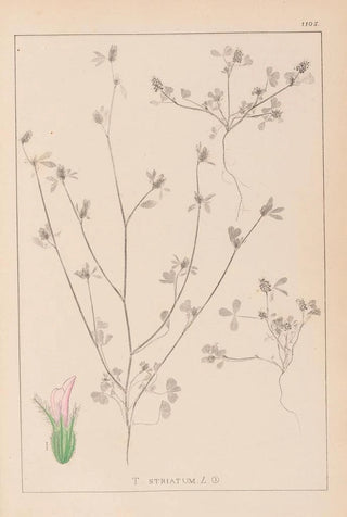 Louis Antoine Cusin - Herbier de la flore franaise Pl0341.webp