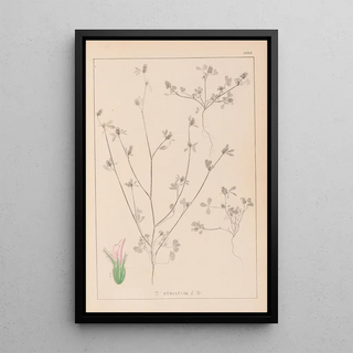 Louis Antoine Cusin - Herbier de la flore franaise Pl0341.webp